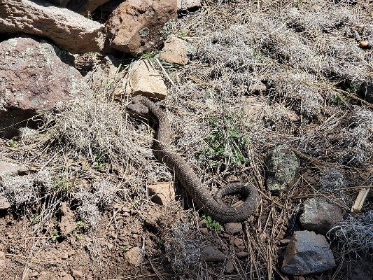 Movie 4:  Arizona Black Rattlesnake, Crotalus cerberus 9mb